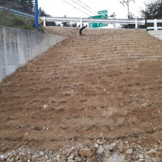 삼척 다리주변 잔디시공